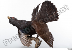 Whole Body Bird Animal photo references